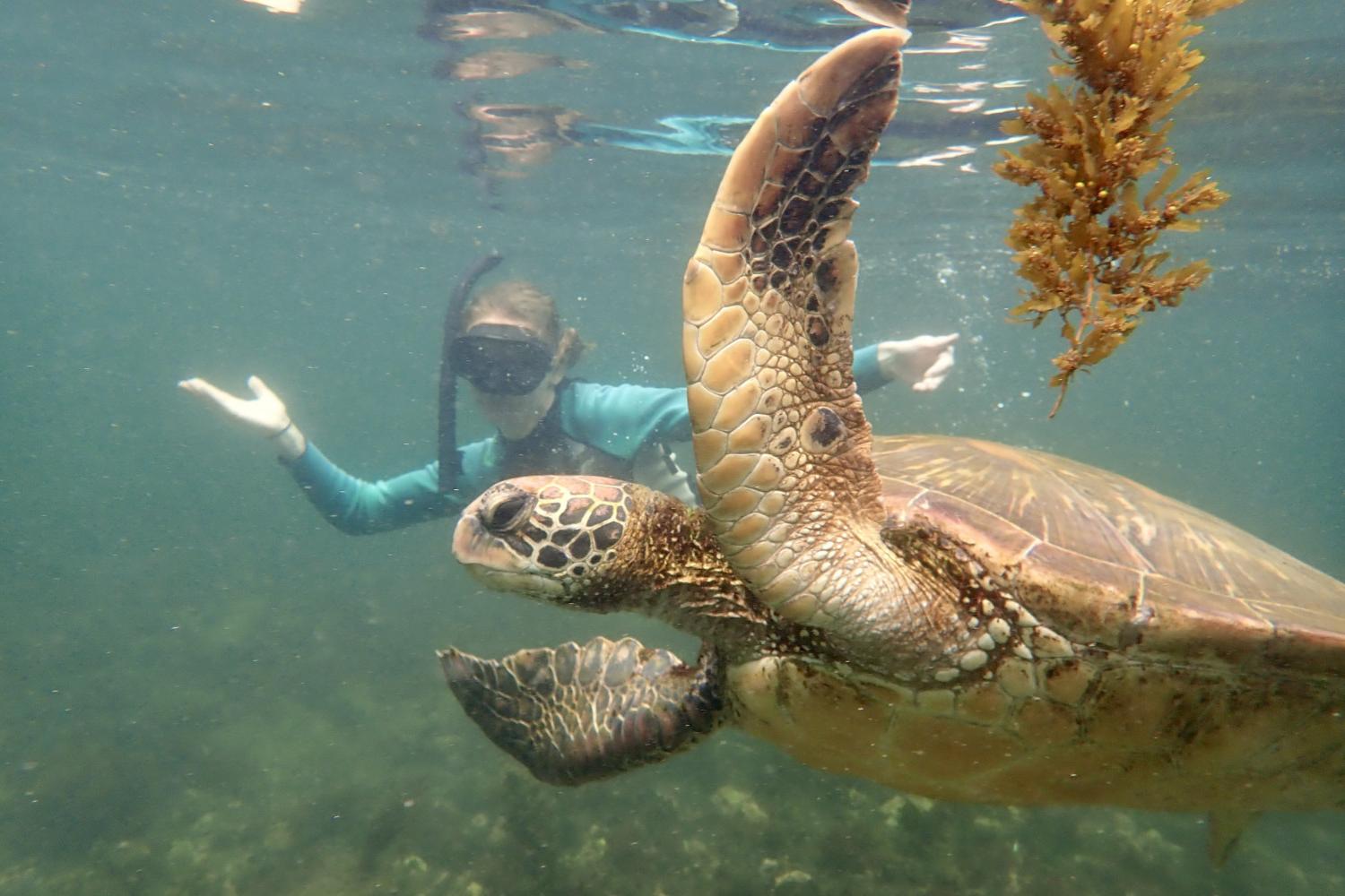一名<a href='http://ylsv.ngskmc-eis.net'>bv伟德ios下载</a>学生在Galápagos群岛游学途中与一只巨龟游泳.